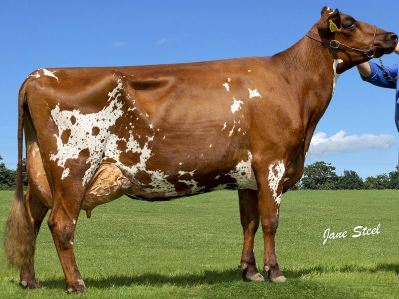 Honourable Mention - Heydale Winsome 183 (Duo Star Gentleman) From M/s D W Berresford & Son, UK