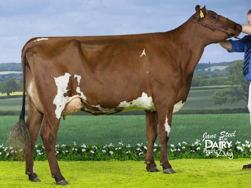 Honourable Mention - Heydale Wingman Bronara (Heydale Wingman) from M/s D W Berresford & Son, UK