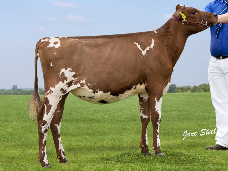 Honourable Mention - Beechmount Marie Girl (Pam Ayrs Hawaiian) from Mr Robert McConnell, UK