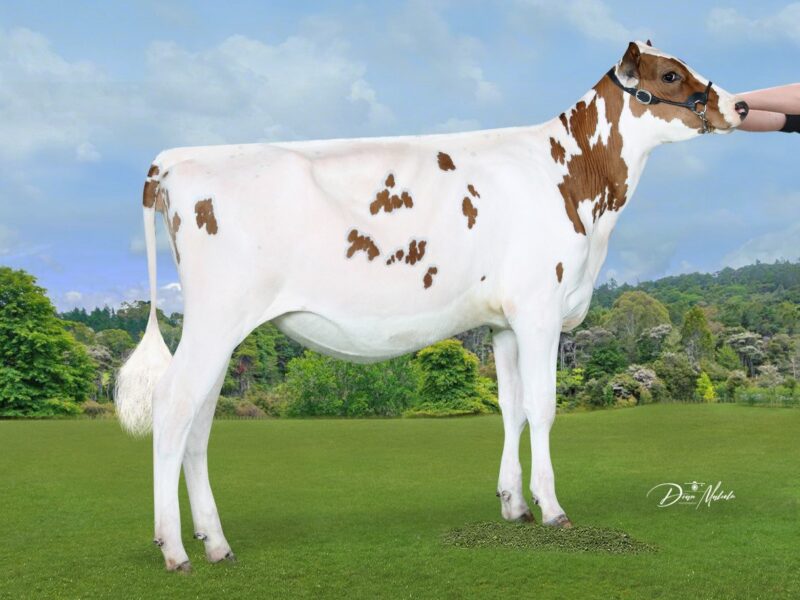 Honourable Mention - Brookview Spark Sarsha, Brookview Genetics, NZ