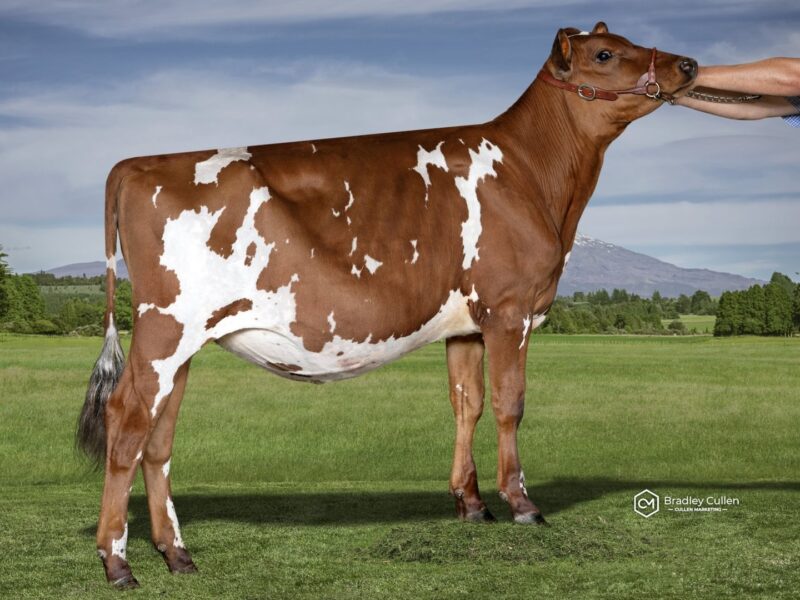 2nd Runner Up & The Peoples Choice winner - A1 - Stenvale Burs Jemini ET - Owned by Jamie Baxter (New Zealand)