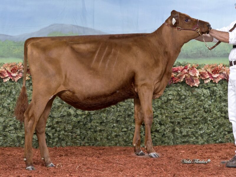 Winner and The Peoples Choice winner - (A2)  Des Basques Autograph Christel (London Dairy Farm) CANADA