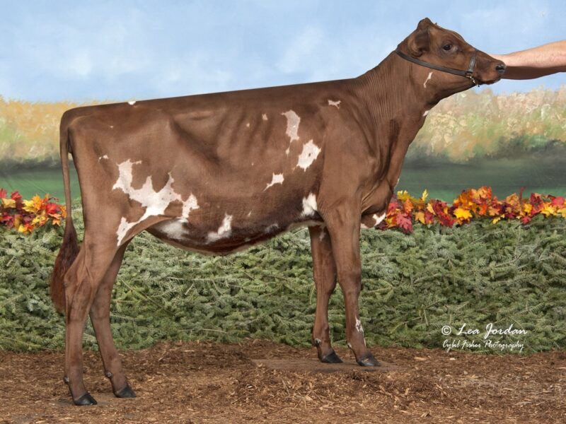 Reserve - MJH Ringer Tayte, Mike & Julie Hemp, USA