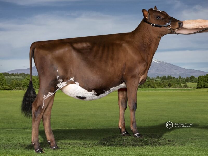 2nd Runner Up - (A3) Mossy AA Great Alice (Daniel & Rachel Simons Family Trust) NEW ZEALAND