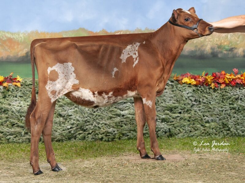 World Winner - A4 - Wake-Vue Auto Babble ET - Owned by Matthew Hanson & Eric Houdek (United States of America)