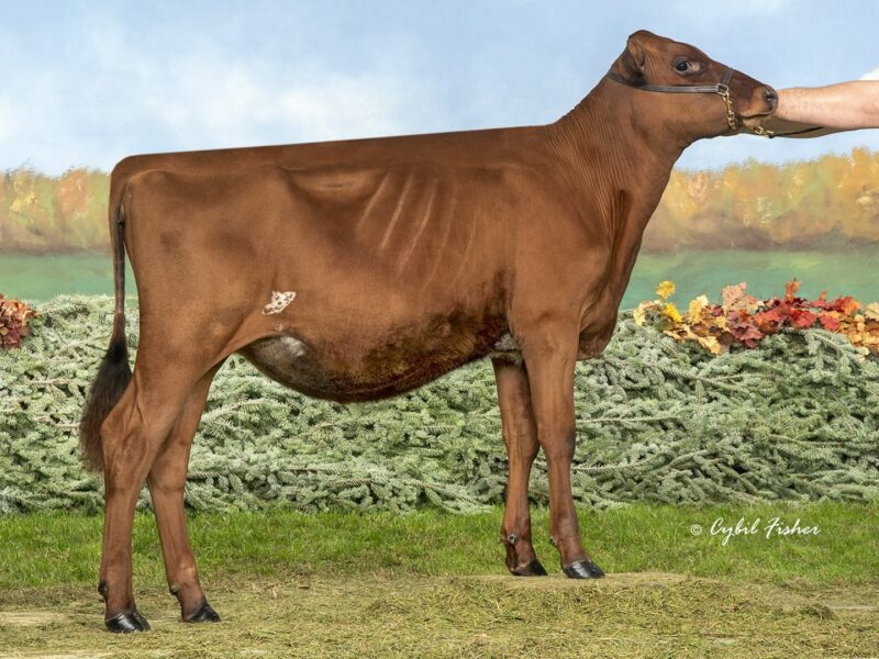 Runner Up - (A5) Kozy-Kountry Gentleman Maple ET (Glamourview Lager & Walton) UNITED STATES OF AMERICA