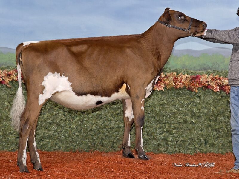 Champion & Public Vote winner - True-Blessings KS Cherry Candy, Owned by Fishman-Malauley-Idowu, Canada