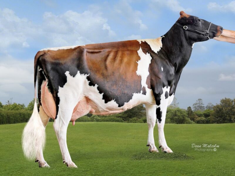 Reserve - Arran Pondo Lonhro (Palmyra Burdette LH Rondo) from Arran Trust, NZ