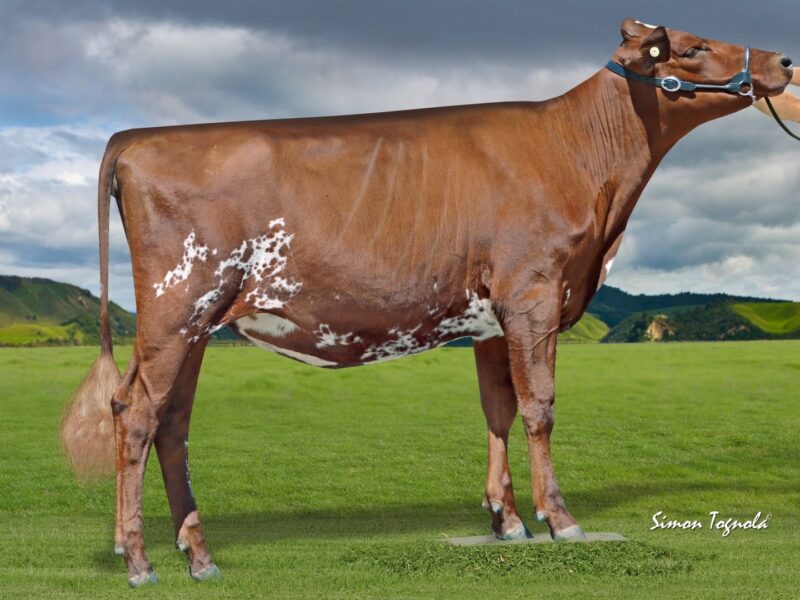 The Peoples Choice Winner C3 - Arran Tri Clo Hetty NEW ZEALAND