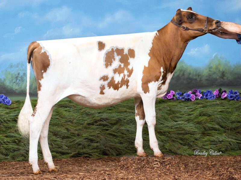 Runner Up C4 - Ayrborne RD Tornado (Boldview Rhythmadilla) Owned by B & C Hentschke AUSTRALIA