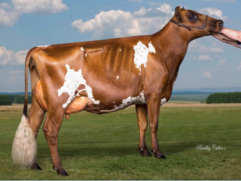 Runner Up F4 - Ghinni Creek Picasso (Palmyra Tri Star Burdette) Owned by MJ & JT Eagles AUSTRALIA