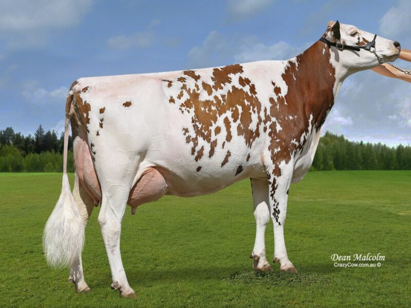 2nd Runner Up G4 - Cher-Bar Rockstar Lass (Kamouraska Rockstar) Owned by C Liebich AUSTRALIA