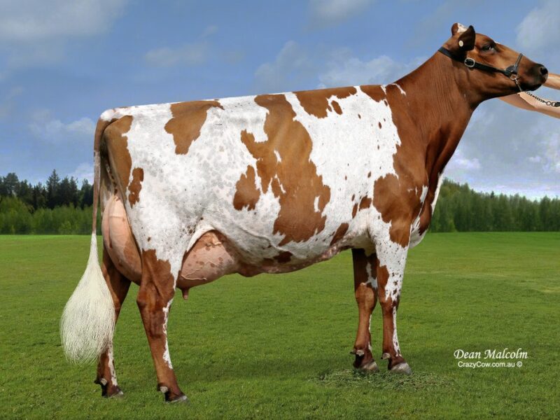 Runner Up H4 - Cher-Bar Burdette Secret (Palmyra Tri Star Burdette) Owned by C Liebich AUSTRALIA