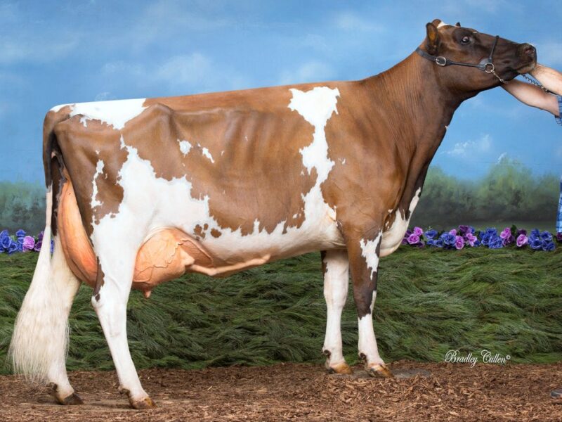 Winner I4 - Boldview Oblique Fairy (Jelyca Oblique) Owned by Boldview Farms AUSTRALIA