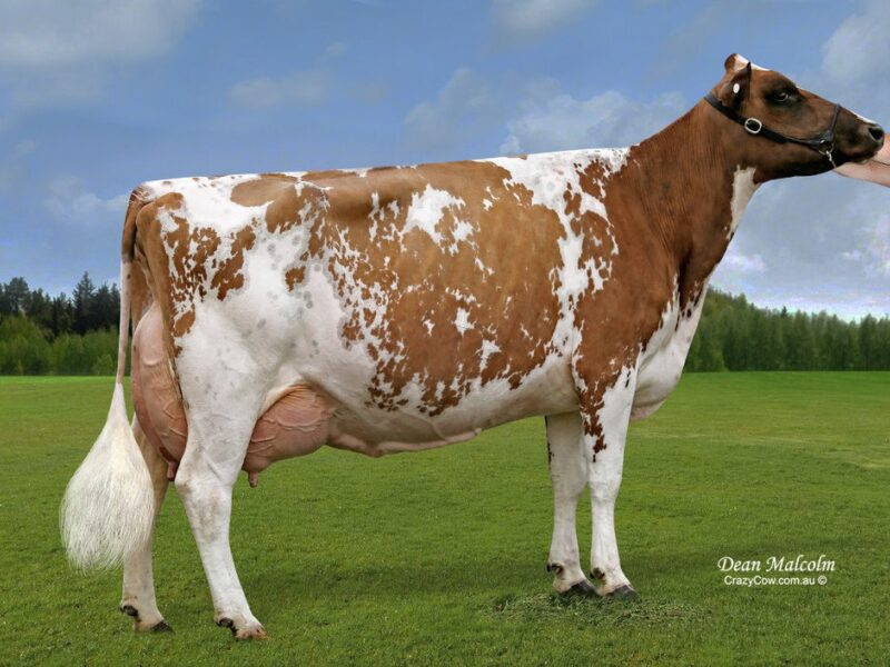 The Peoples Choice Winner J4 - Cher-Bar Rippa Lasselle AUSTRALIA