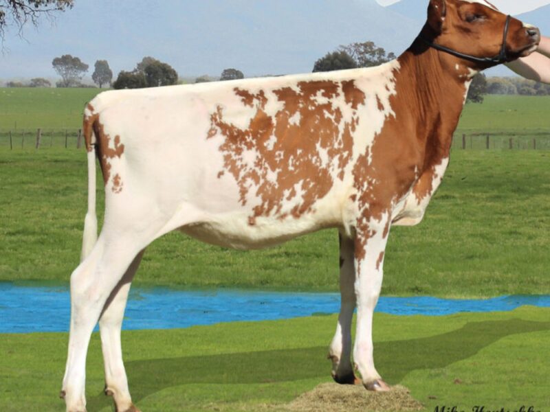 Second Runner up - Enterprise Free Beer Amber (Terrace Bank Free Beer) Owned by B Hentschke Australia