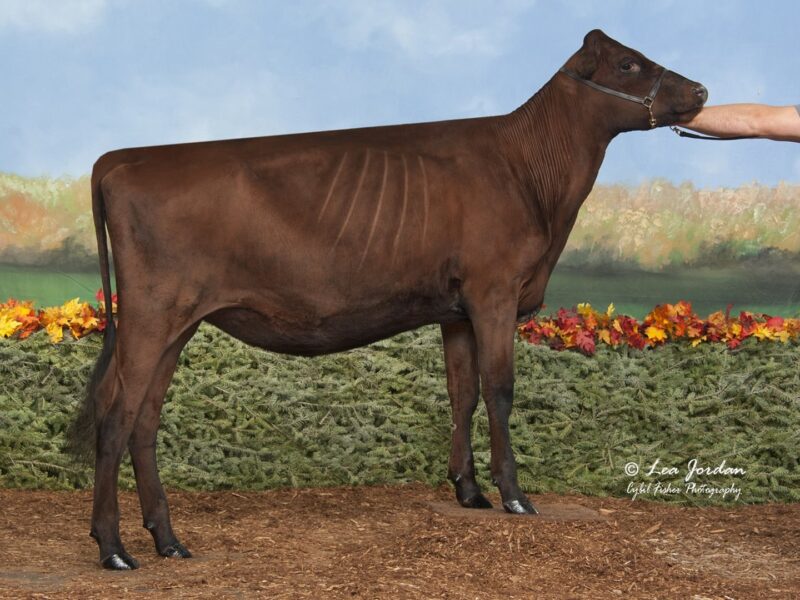 Reserve & Public Vote Winner - Lazy M Kingsire Xyllvi, Glamourview, USA