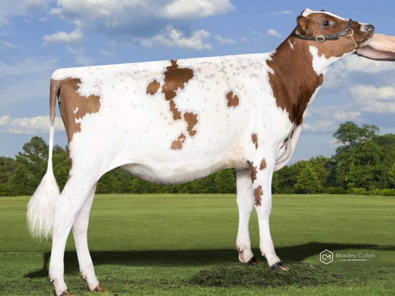 Honourable Mention - Mayfield Farms Reagan Lou, Paul & Vicki Timbs, Australia
