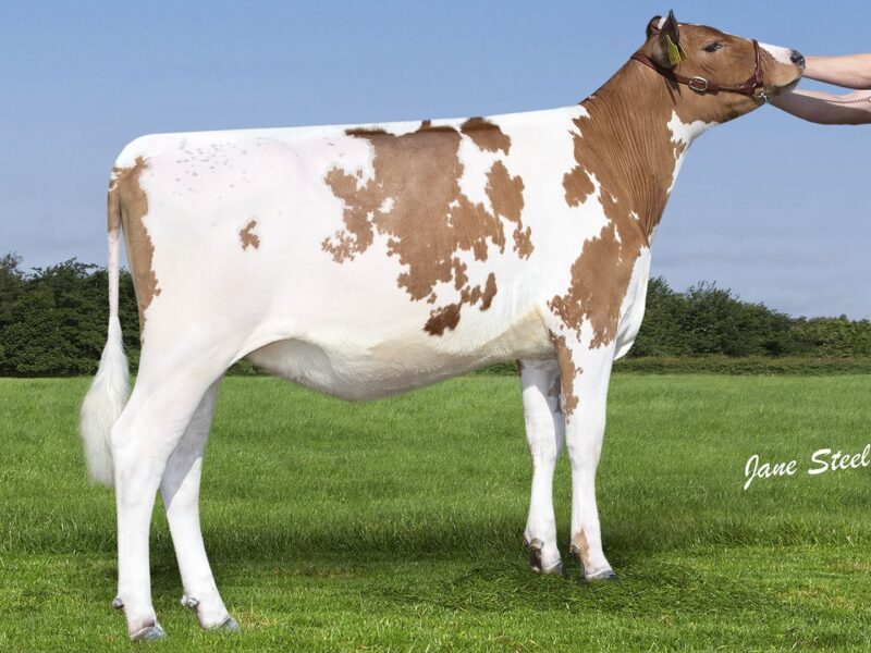 Runner Up - B3 - Priestland R Gibbs Sea Lily - Owned by John McLean (United Kingdom)