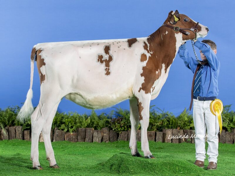 2nd Runner Up - (B4) Beeline Reagan Ladybird (SN Bailey & Partners) UNITED KINGDOM