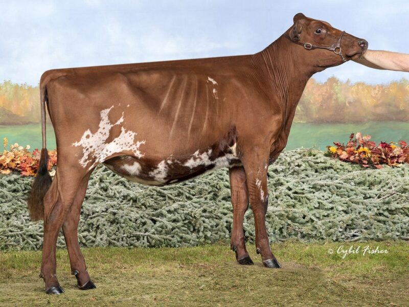 2nd Runner Up and The Peoples Choice Winner - B5 - Ullmstar A Rectify - Owned by Damien & Kiley Ullmer (United States of America)