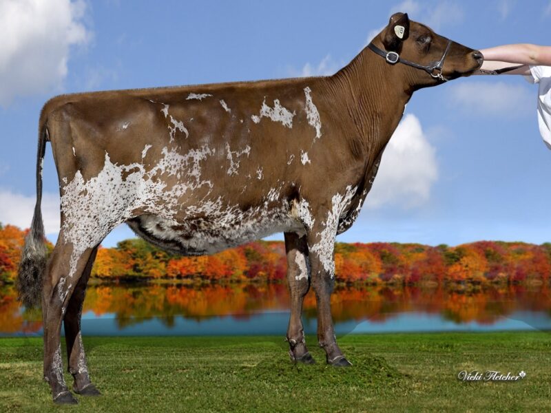 Champion - West Meadow Regans Vanya, Windarra Farms, Canada