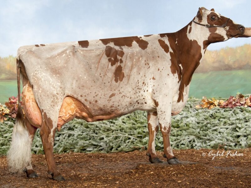 2nd Runner Up I5 - Bear-Ayr Burdette Ray (Palmyra Tri Star Burdette) Owned by Vail & Hellenbrand USA