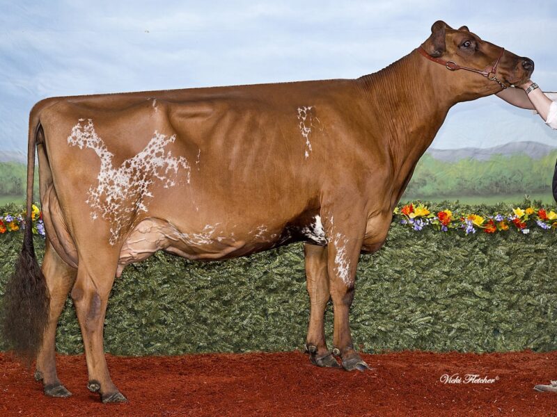 2nd Runner Up H1 - Belleroute Doramy (Palmyra Tri Star Burdette) Owned by Ferme Margot CANADA
