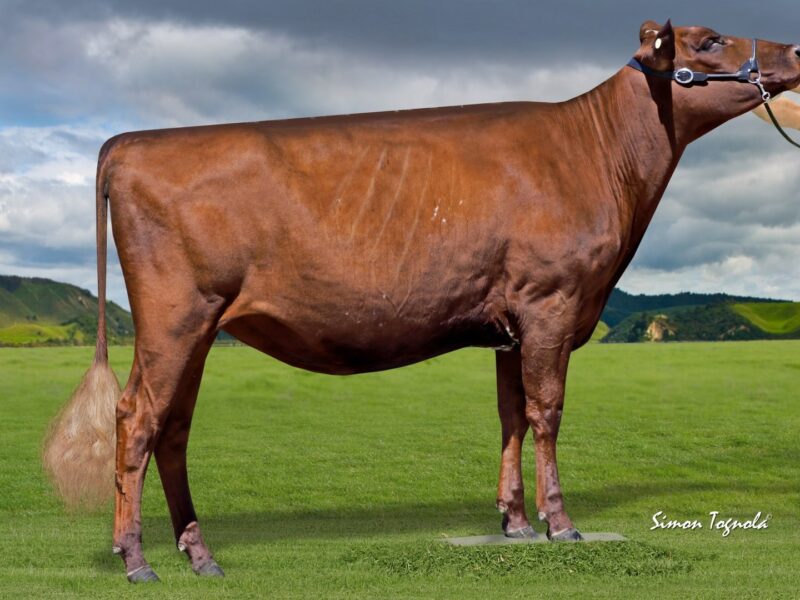 Winner D3 - Broadlea AV Tiffany (Arran Admiral Vitali) Owned by Arran Trust/ M & J Vaughan/ S & M Graham NEW ZEALAND