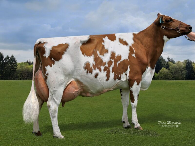 Champion was Brookview Napes Huron owned by V & S Steiner, Brookview Genetics NZ