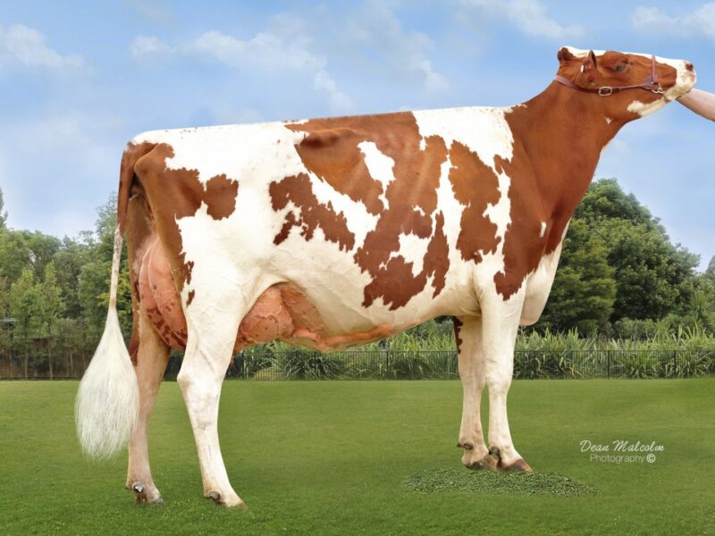 Champion - Brookview Sassy Vick (De La Plaine Vicking) from Brookview Genetics, NZ, Owned by Claire Bourke