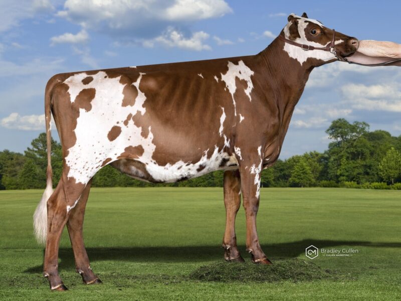 Winner - (C1) Regal Park Shania (David & Sharon Mayo) AUSTRALIA