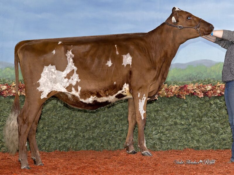 Honourable Mention & Public Vote Winner - Bavaroise Predator Riley, Amilie Hards-Demers & Martin Poirier, Canada