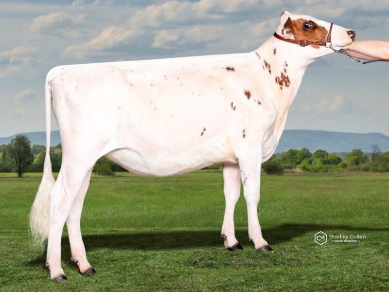 World Winner - C2 - Mayfield Farms Reagan DJ - Owned by Paul & Vicki Timbs (Australia)
