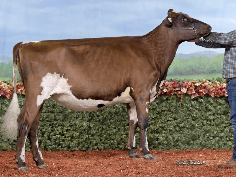 Runner Up and The Peoples Choice Winner - (C2) True-Blessings KS Cherry Candy (Fishman - Malauley - Idowu) CANADA