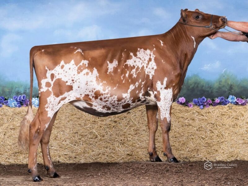 Reserve - Finesse Reagan Maisie, Casey Reloar, Australia