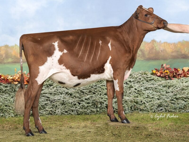 2nd Runner Up- C4 - Old Bankston JC Bulletproof ET - Owned by Dylan & Cameron Ryan & Peter Vail (United States of America)