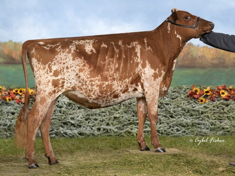 Champion - Stylin R Morticia, Leslie & Linda Bruchey, USA