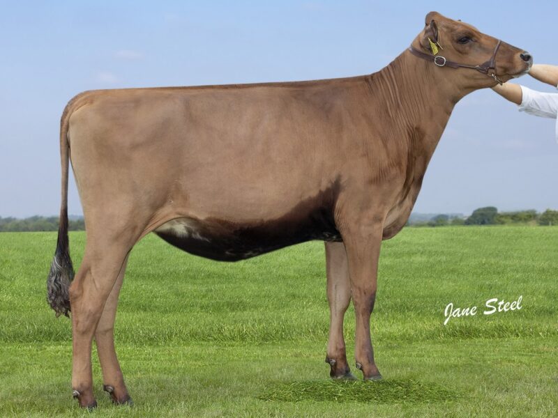 2nd Runner Up - (C5) Priestland Hail Sierra Lily (J McLean) UNITED KINGDOM