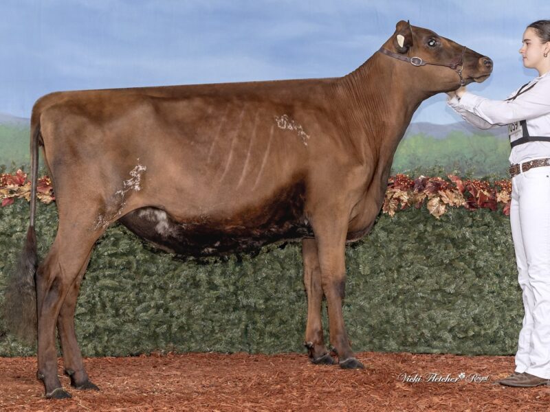 Runner Up & The Peoples Choice Winner- C5- Bavaroise Reagan Baileys - Owned by Amelie Hardy-Demers & Martin Poirier (Canada)