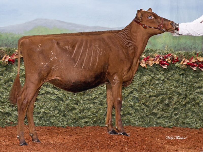 Runner Up A1 - Chaluka Tuxedo Xara (Ruisseau Clair Tuxedo) Owned by Ferme Charest CANADA