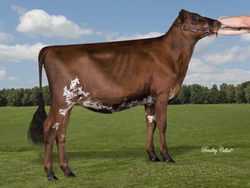 Runner Up - Aotearoa TSB Bella Sired by Palmyra Tri Star Burdette Owned by G J Leech New Zealand