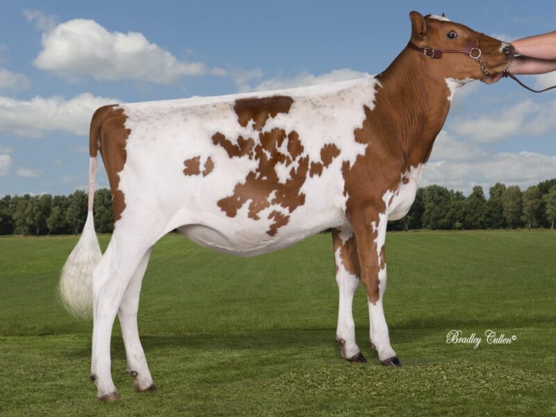 Runner Up - Brookview Fre E Secret - Sired by Terrace Bank Free Beer Owned by VK and SL Steiner New Zealand -