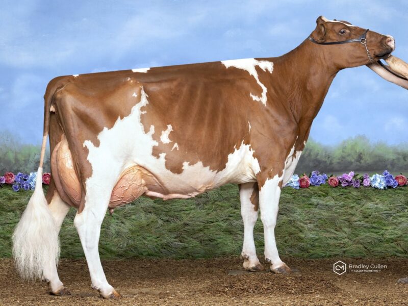 Champion & Peoples Choice was Hillcerst Ambush Bangle owned by Greg & Kim Wilson Aus