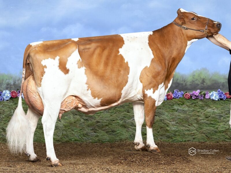 Reserve & Peoples Choice was Magic Park Shady Maiden owned by Munden Farms Aus