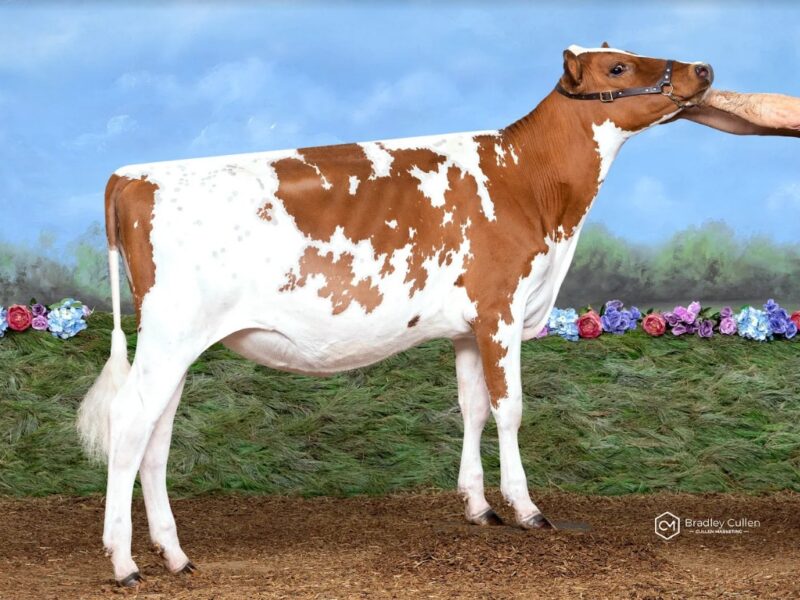 Champion & Peoples Choice was Cher-Bar Bigtime Freya owned by Tyja Ayrshire Syndicate Aus.