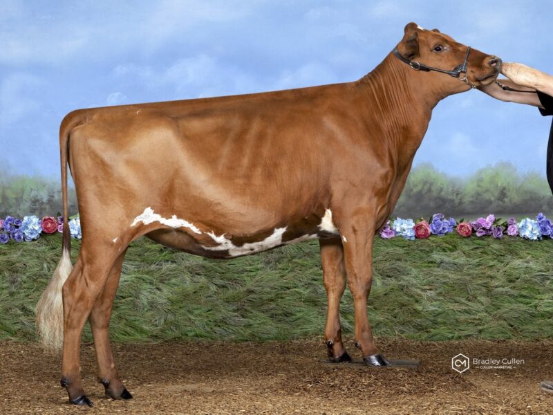 Champion & Peoples Choice Balwonnah Gentle Sydney owned by Sam Hentschke Aus