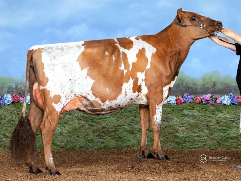 Champion & Peoples Choice Ben-E-Gee Burdette Rose 2nd owned by Ben & Caitlin Hentschke Aus