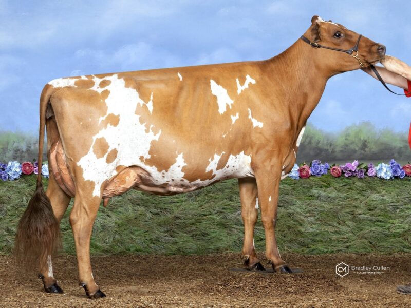 Reserve & Peoples Choice was Paschendaele forever Gi Gi (IMP ET) owned by Eagles Partnership Aus