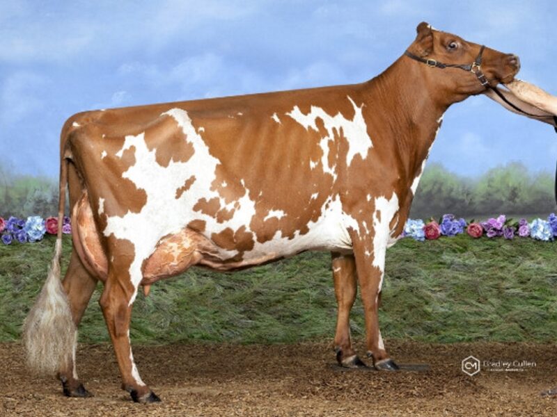 Champion & Peoples Choice was Roland Lodge Cornetto owned by Canobie Partnership Aus